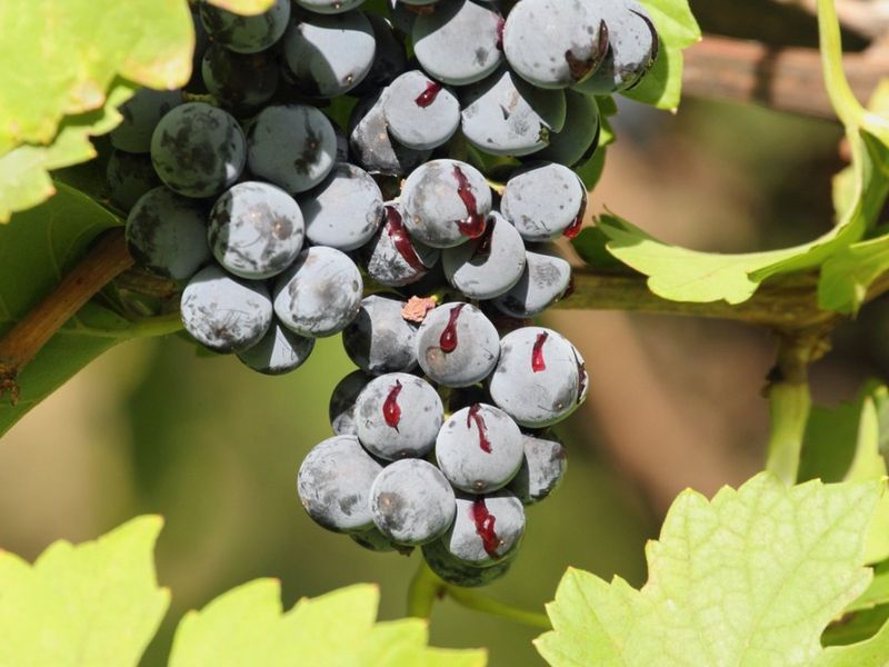 Heavy Rain Can Crack Ripening Fruit Heavy Rain Can Crack Ripening Fruit