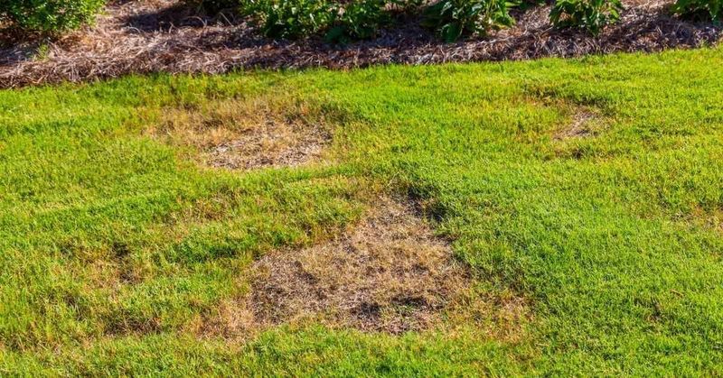 Heavy Shade Can Thin Even A Healthy Lawn