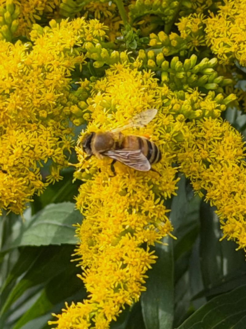 Heavy Sticky Pollen And Insect Delivery Heavy Sticky Pollen And Insect Delivery