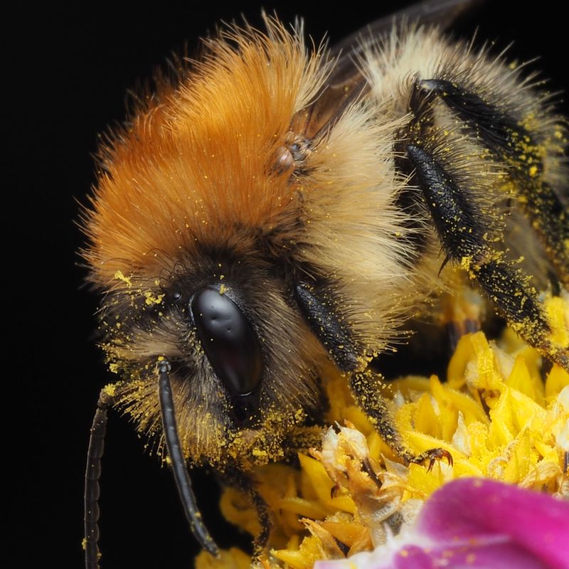 Heavy, Sticky Pollen Changes Everything