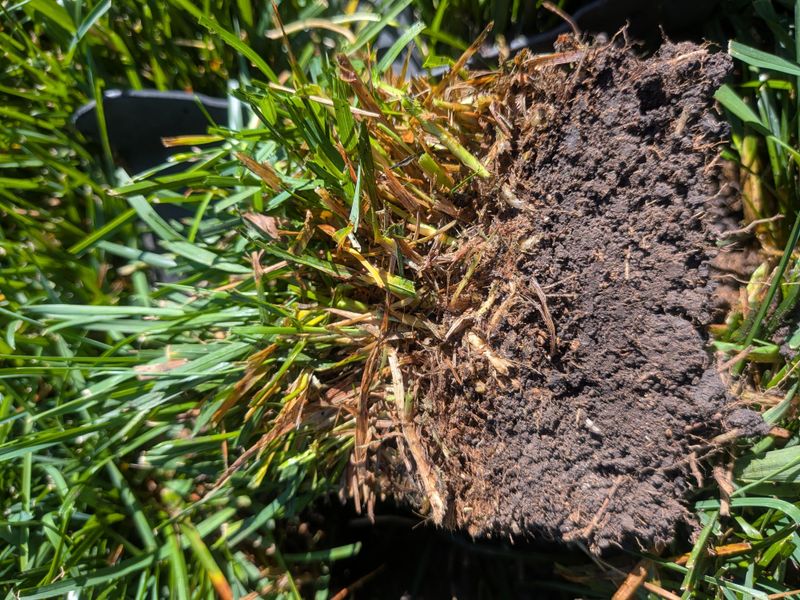 Heavy Thatch Blocks Water From Reaching Roots