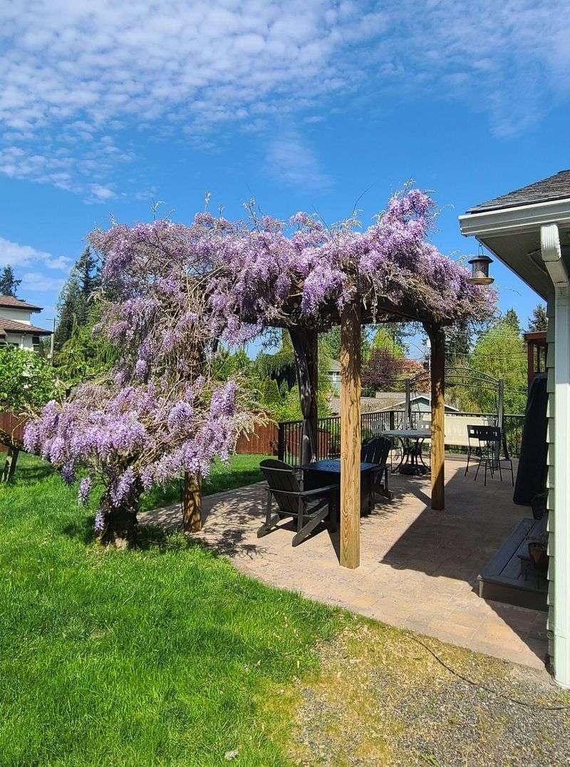 Heavy Vines Demand Serious Structural Strength Heavy Vines Demand Serious Structural Strength