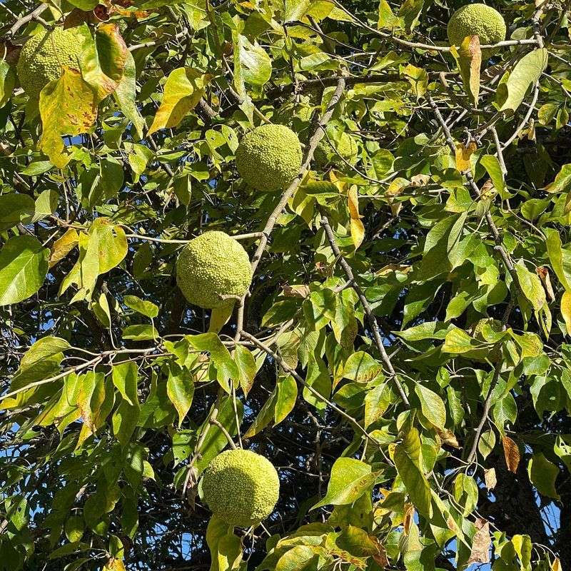 Hedge Apples From The Osage Orange Tree Hedge Apples From The Osage Orange Tree