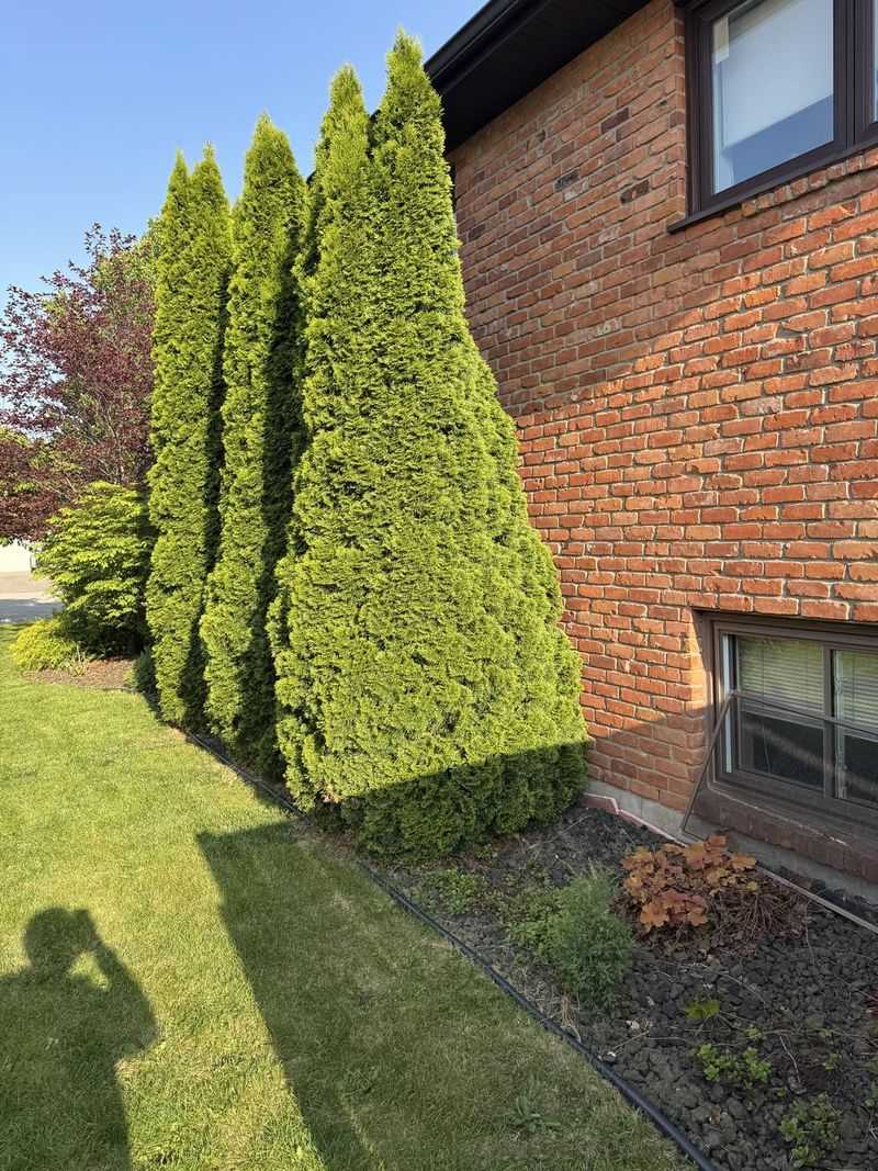 Hedges Planted Too Close To The House
