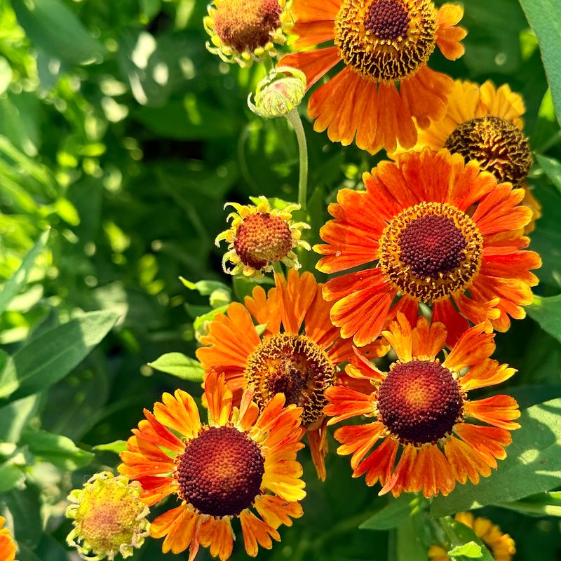 Helenium (Sneezeweed) Helenium (Sneezeweed)