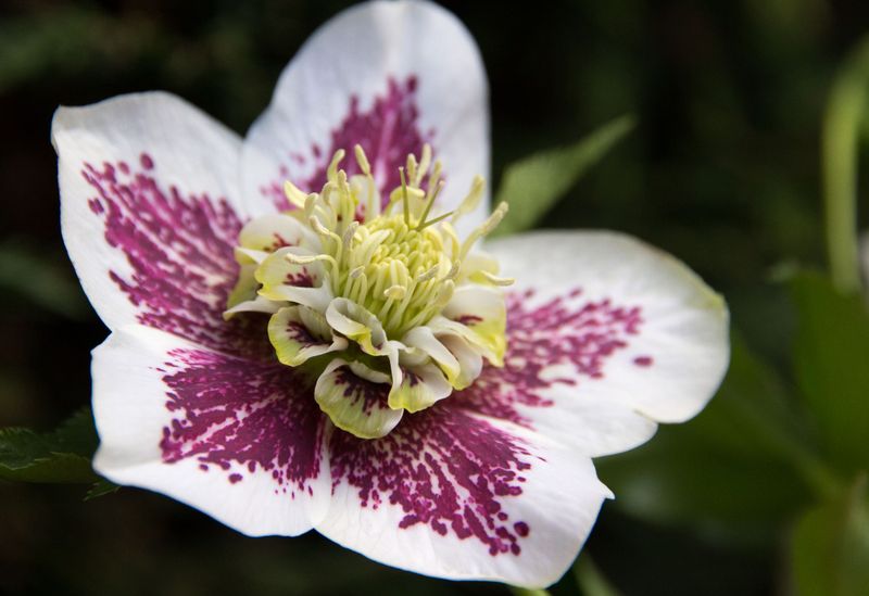 Hellebores Bloom Boldly Through Winter Snow Hellebores Bloom Boldly Through Winter Snow