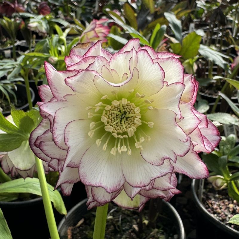Hellebores Hellebores