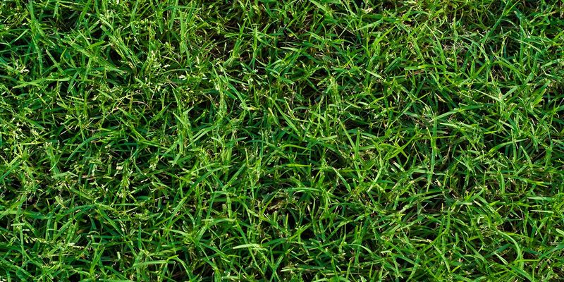 Help Bermudagrass Rebuild After Heavy Feeding Damage Help Bermudagrass Rebuild After Heavy Feeding Damage