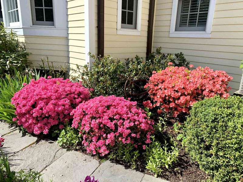 Help Florida Azaleas Return With Bigger Spring Flowers