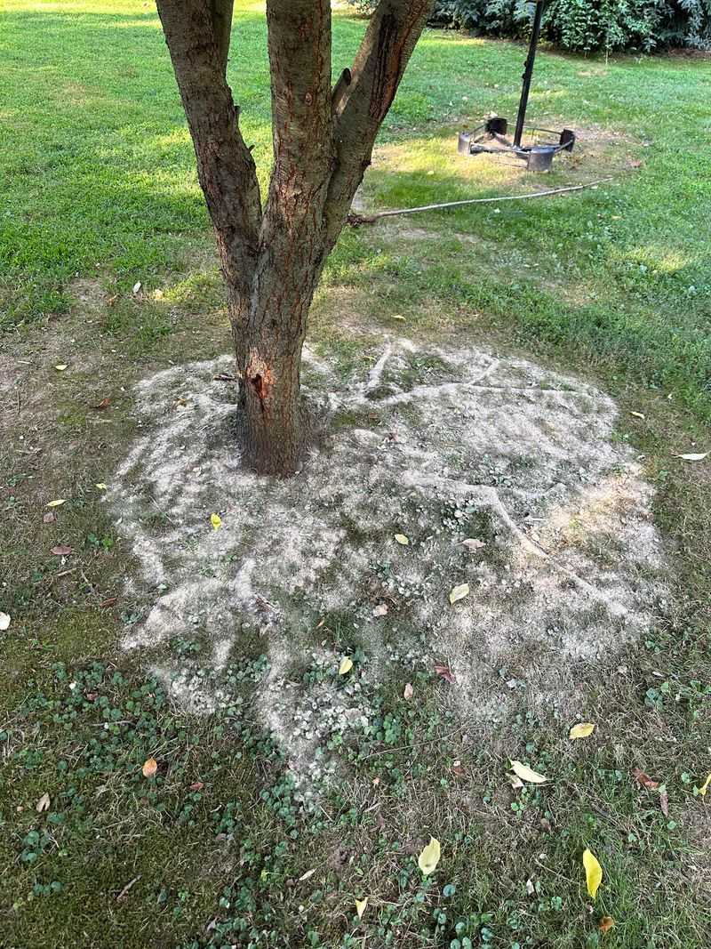 Help Fruit Trees With Proven Nutrient Needs Help Fruit Trees With Proven Nutrient Needs