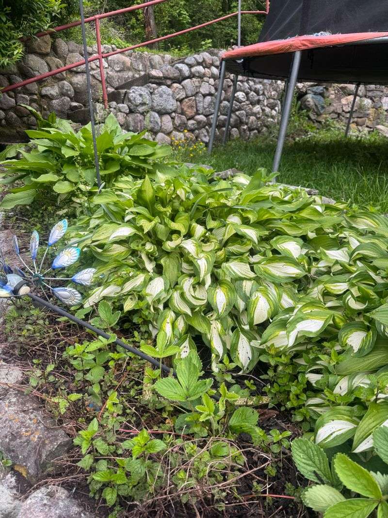 Help Hostas Rest Before Their Winter Break Help Hostas Rest Before Their Winter Break