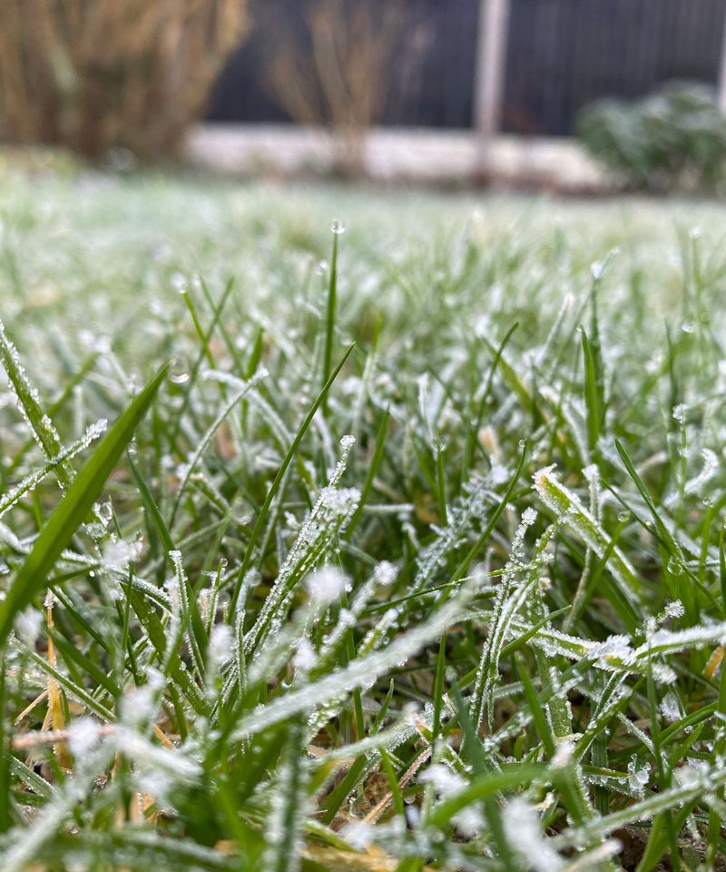 Help New Grass Survive Winter Help New Grass Survive Winter