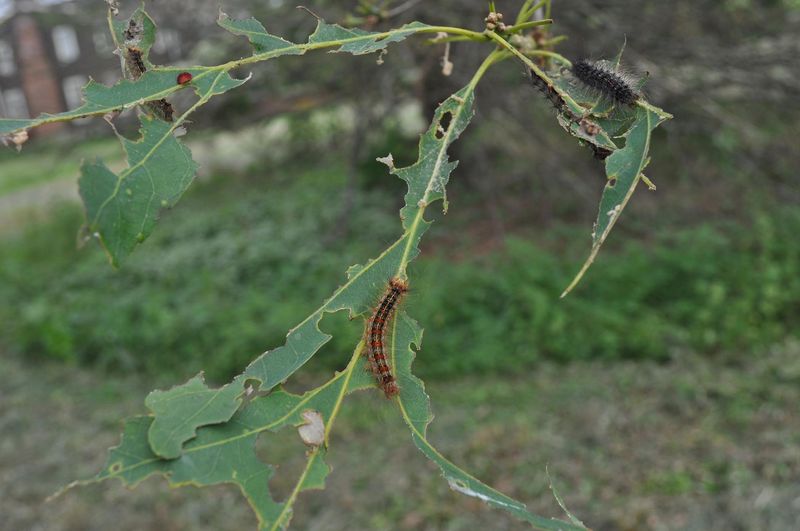 Help Oaks Recover After Feeding Damage Help Oaks Recover After Feeding Damage