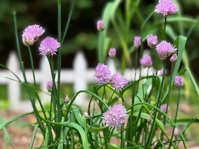Help Patio Chives Survive Pennsylvania Winters