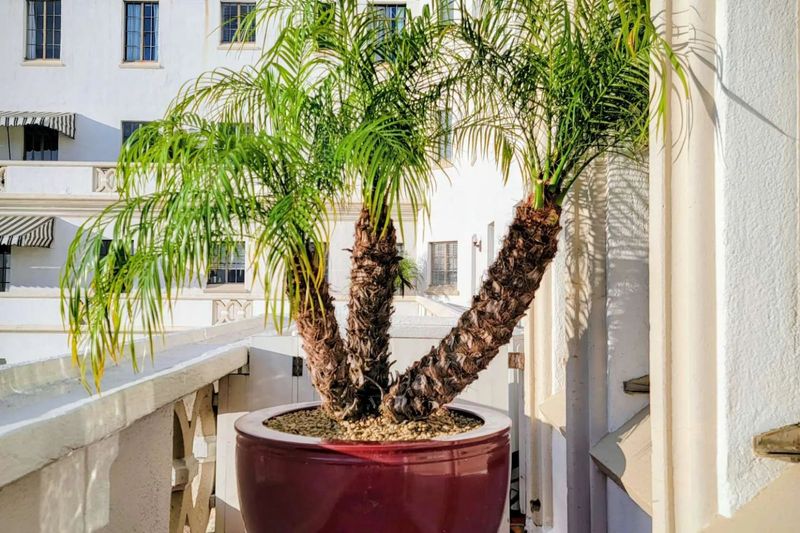 Help Patio Palms Transition Into Cooler Months Help Patio Palms Transition Into Cooler Months