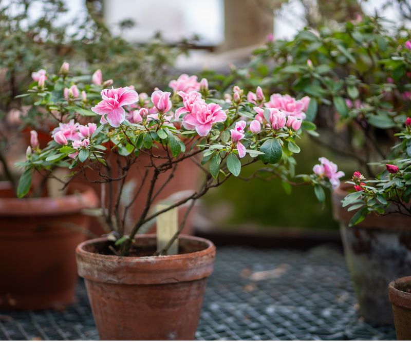 Helping Chewed Azaleas Bounce Back Before Winter Helping Chewed Azaleas Bounce Back Before Winter