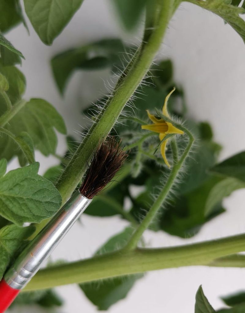 Helping Flowers Turn Into Actual Tomatoes Helping Flowers Turn Into Actual Tomatoes