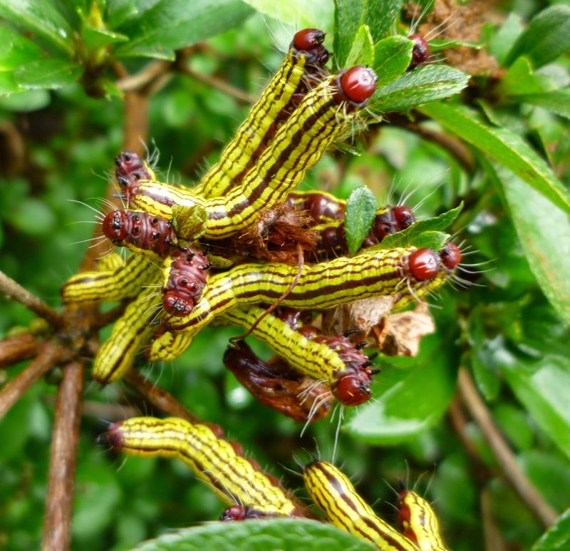 Helping Your Shrubs Bounce Back After September Feeding