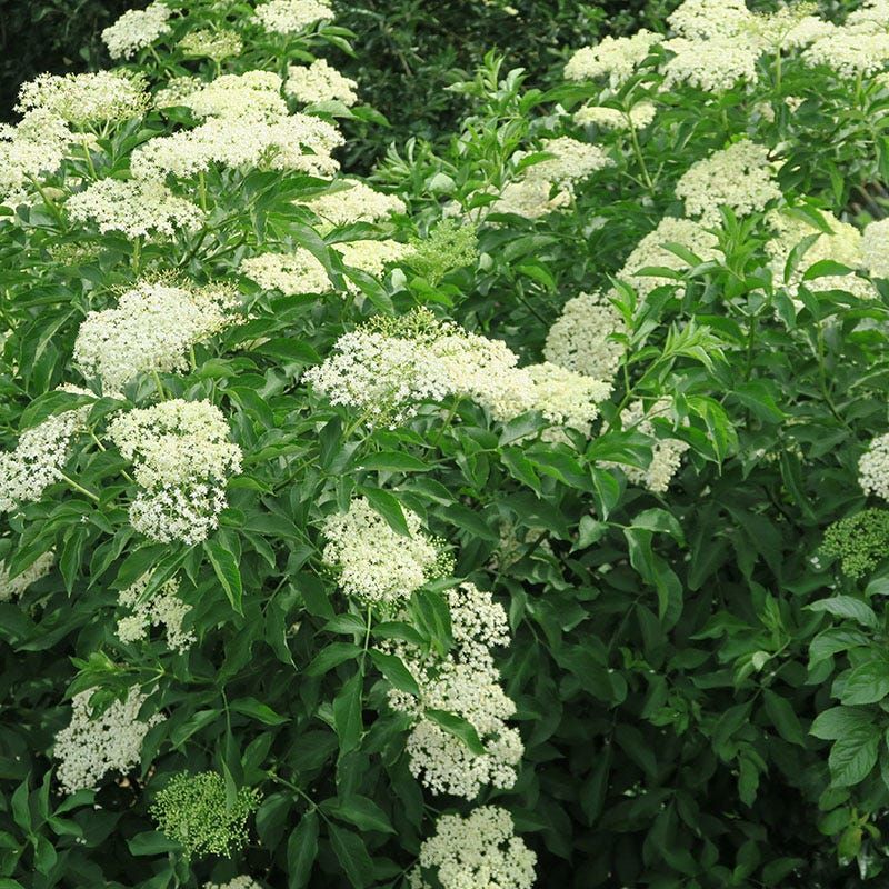 Helps The Soil And Prevents Erosion Helps The Soil And Prevents Erosion