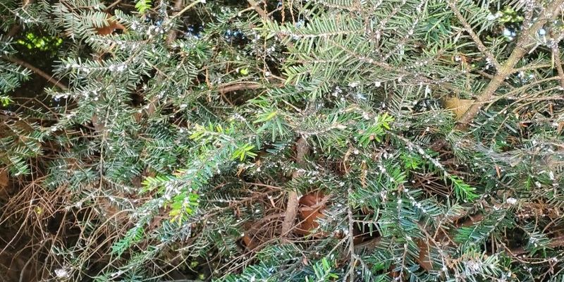 Hemlock Woolly Adelgid Weakens Eastern Hemlocks