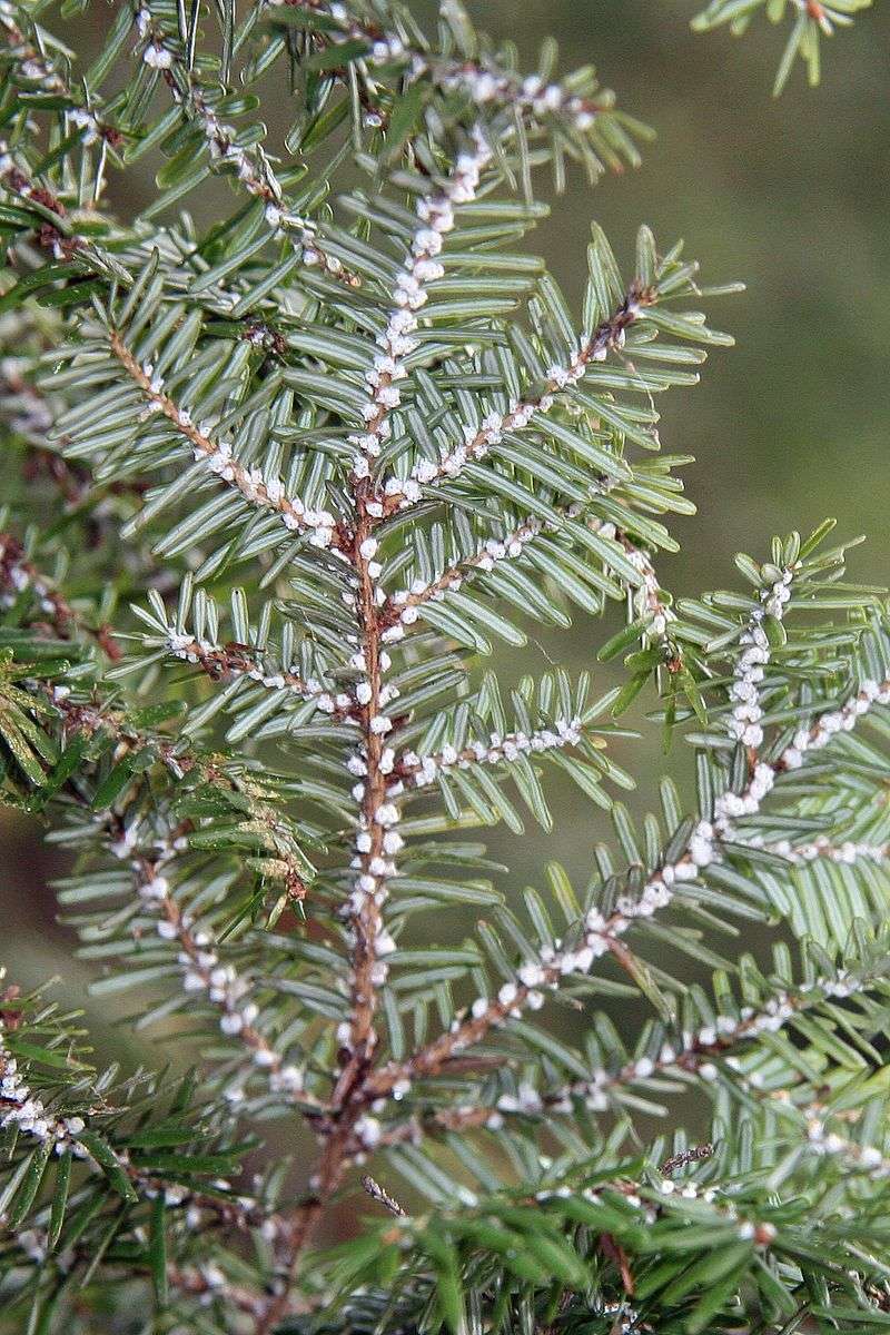 Hemlocks And Ash Trees On Systemic Insecticide Treatments Hemlocks And Ash Trees On Systemic Insecticide Treatments