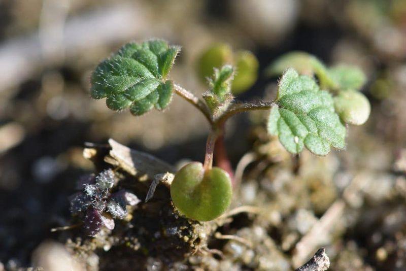 Henbit Seedlings Are Easier To Clear In Fall Henbit Seedlings Are Easier To Clear In Fall