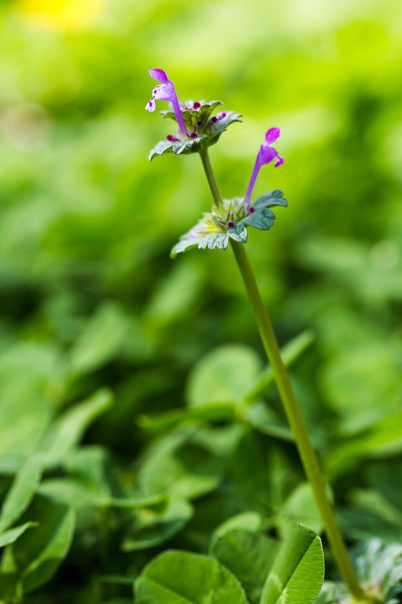 Henbit Sneaks In Wearing Tiny Purple Hoods