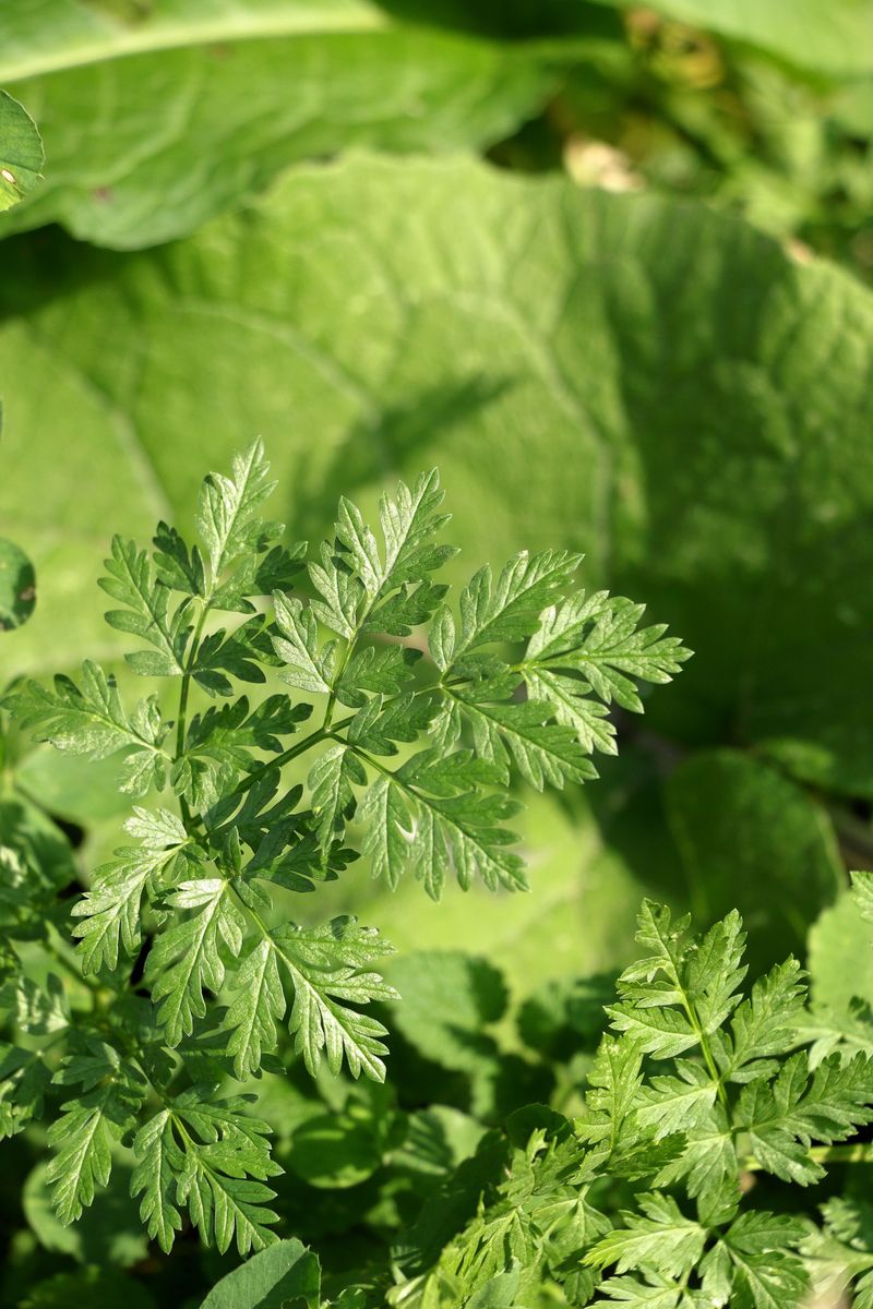 Herb Garden Favorites It Quietly Visits