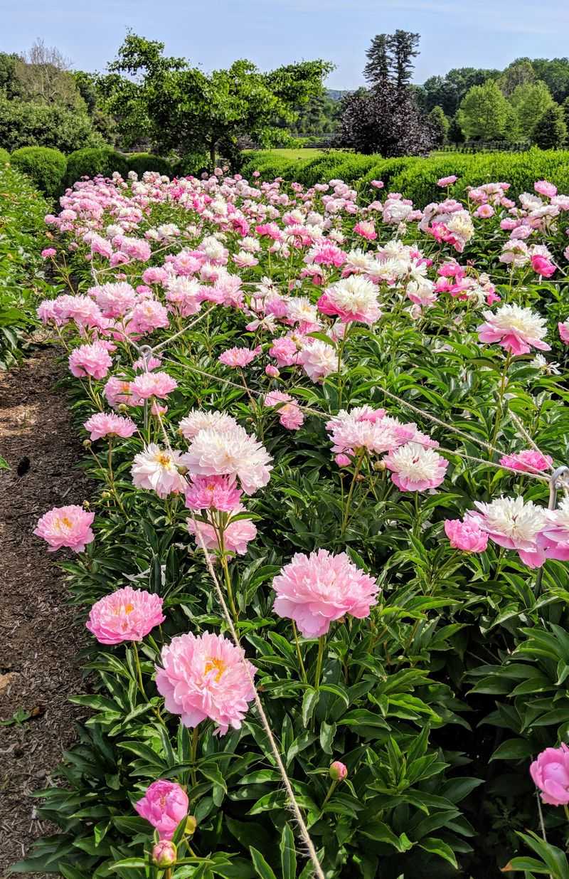 Herbaceous Peonies