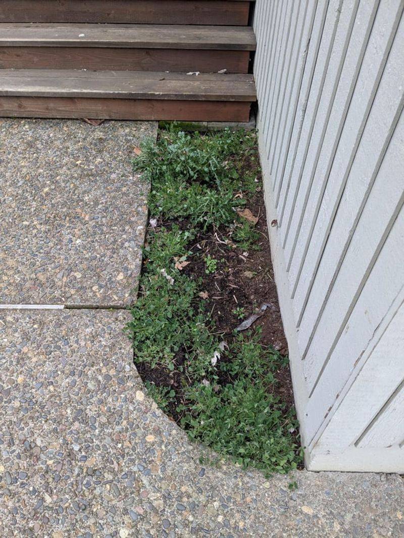 Herbs Fill Small Gaps Along Driveways And Fence Lines Herbs Fill Small Gaps Along Driveways And Fence Lines