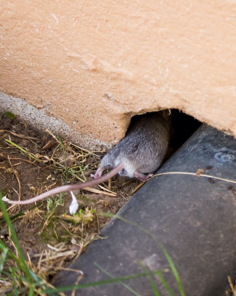 Herbs Work Best With Real Rodent Prevention