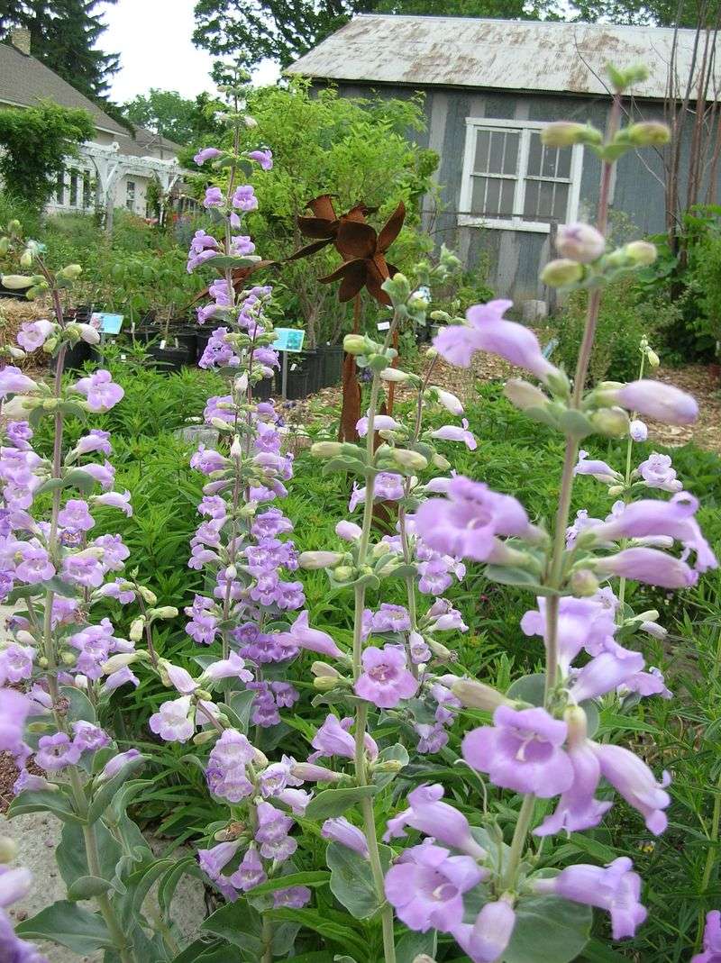 Heritage Flower Farm