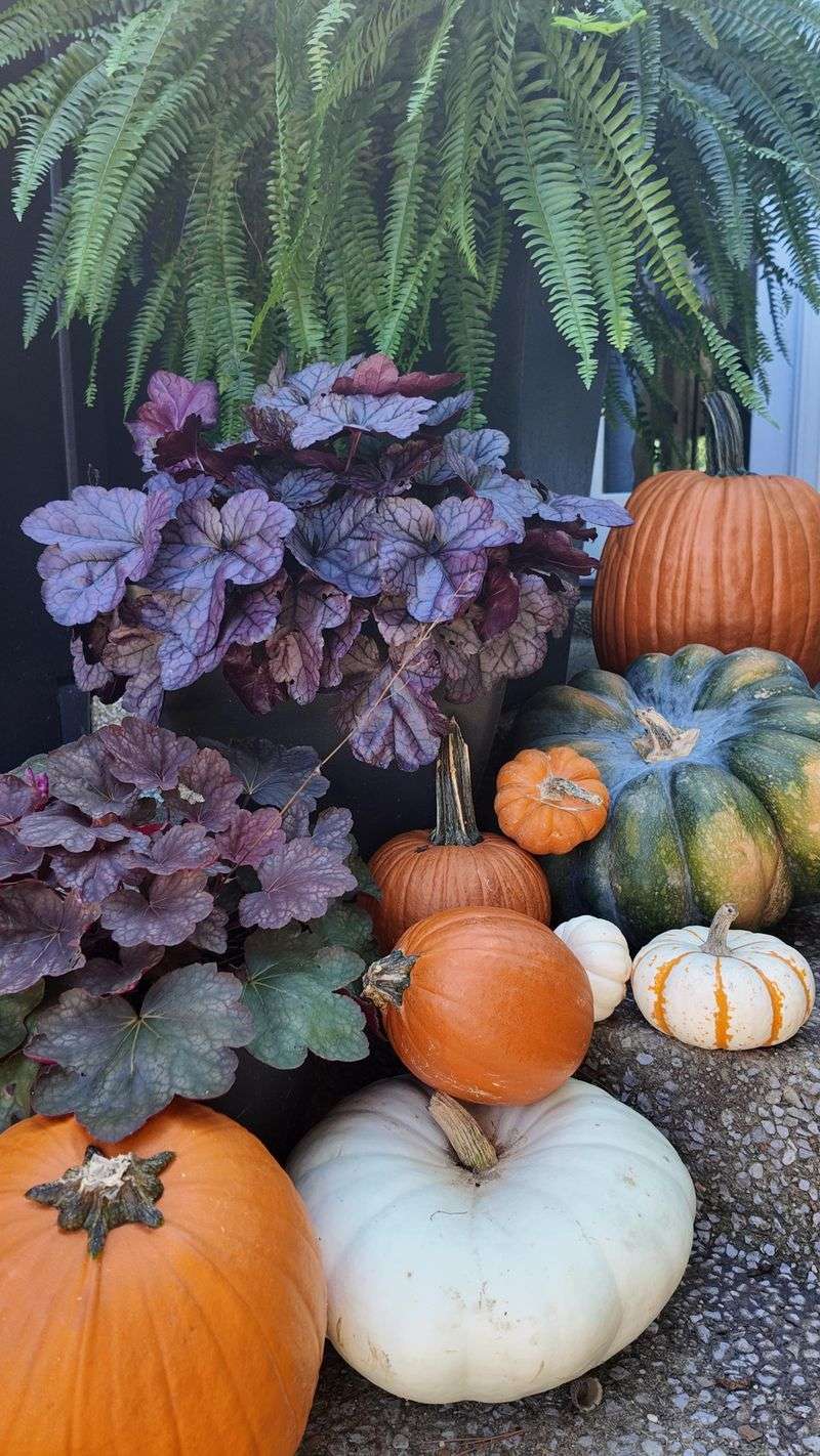 Heuchera Adds Colorful Foliage All Season Heuchera Adds Colorful Foliage All Season