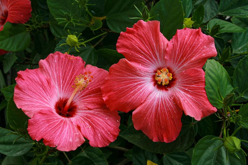 Hibiscus Blooms Feel The Squeeze