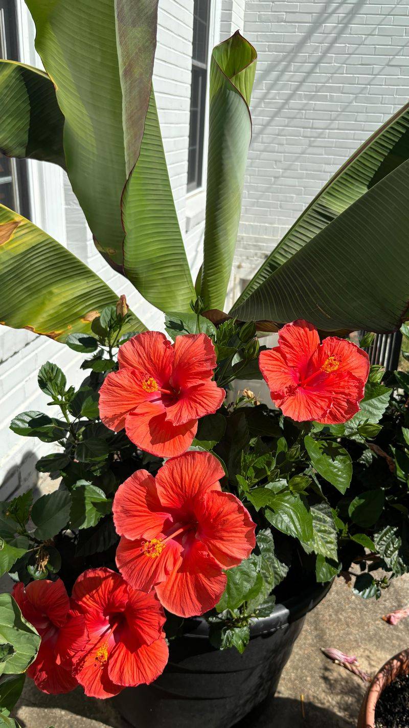 Hibiscus Bringing The Tropics Home