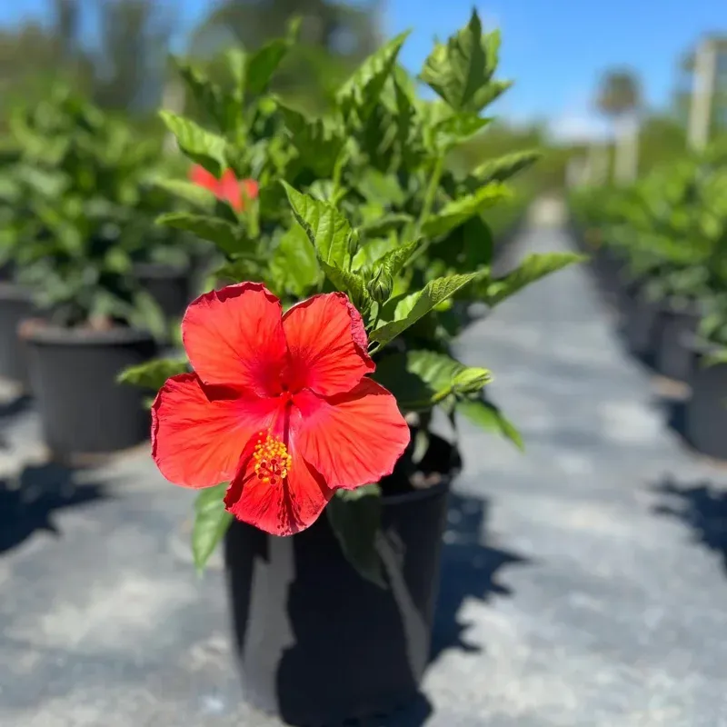 Hibiscus Hibiscus
