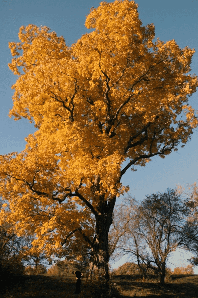 Hickories Add Golden Color After Maples