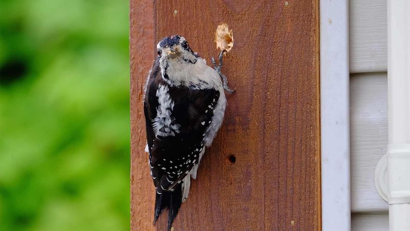 Hidden Bugs May Be Living Inside Your Walls