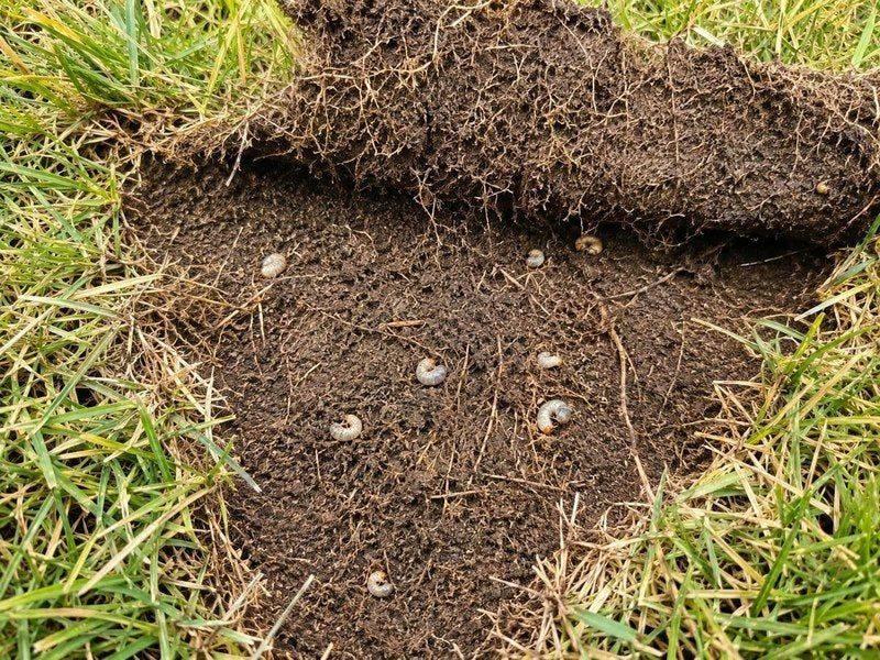 Hidden Grubs Can Leave Bigger Signs Above Ground