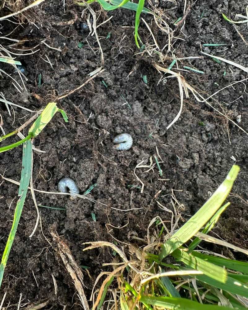 Hidden Grubs Get Caught In The Act