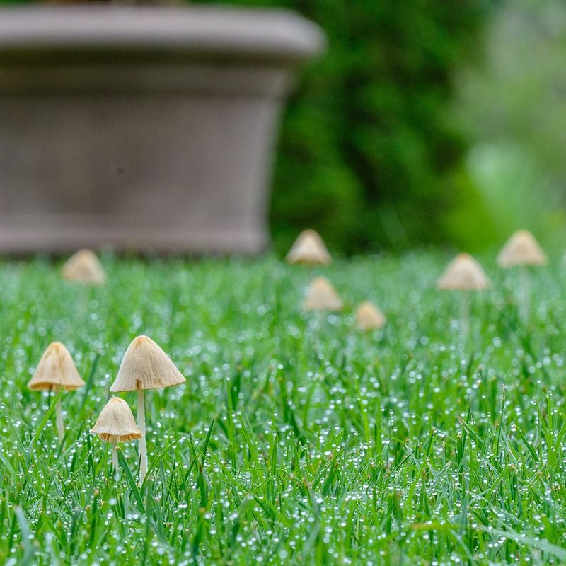 Hidden Moisture Sitting Just Below Your Grass Hidden Moisture Sitting Just Below Your Grass