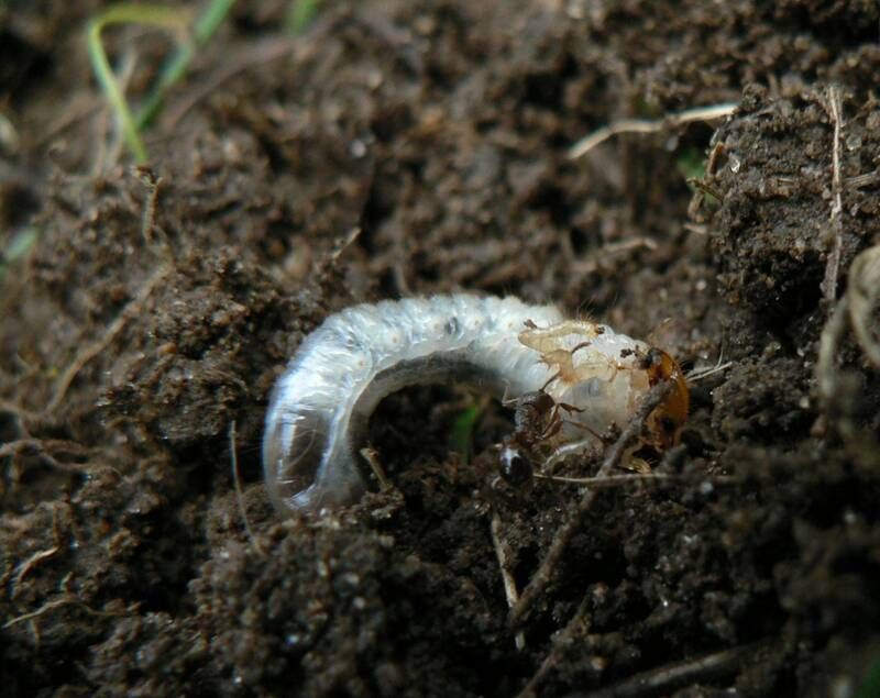 Hidden Pests Feast Before You Notice Hidden Pests Feast Before You Notice