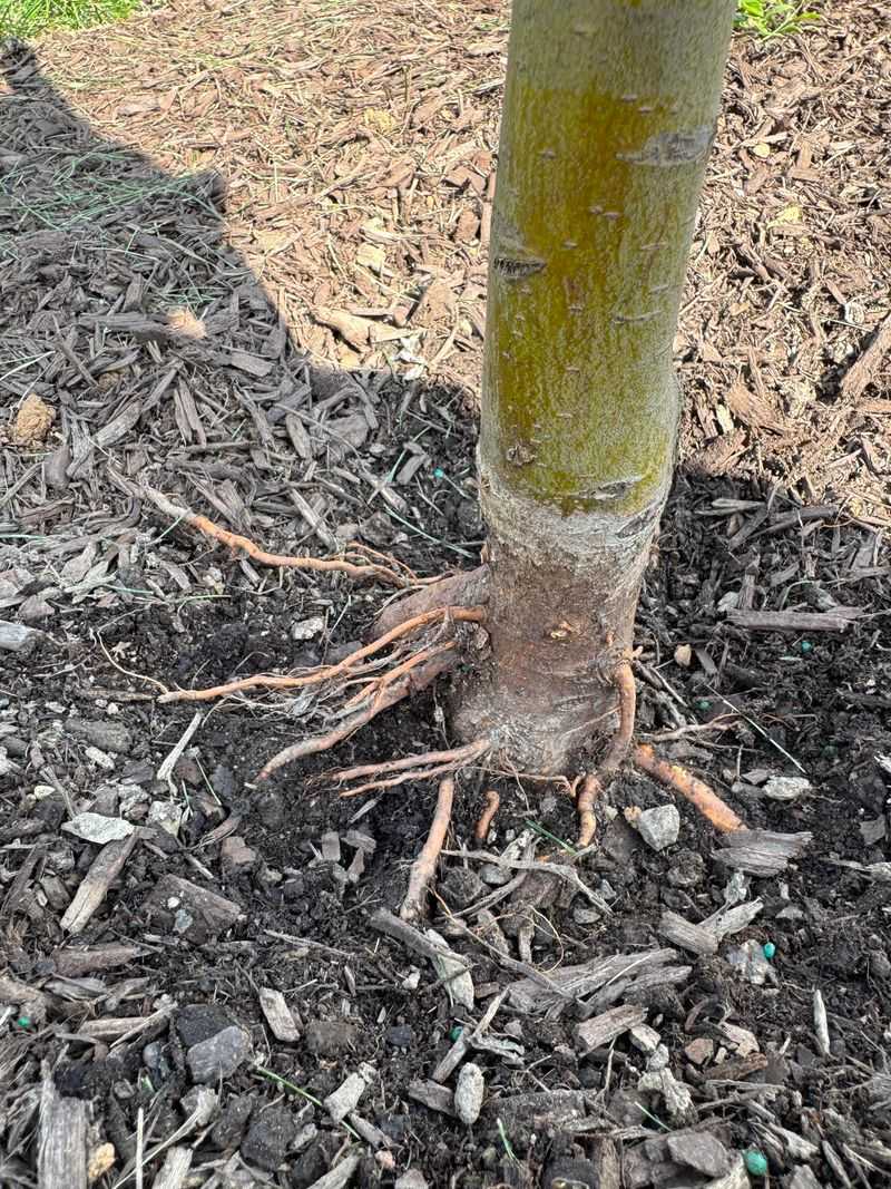 Hidden Root Flares Cause Problems