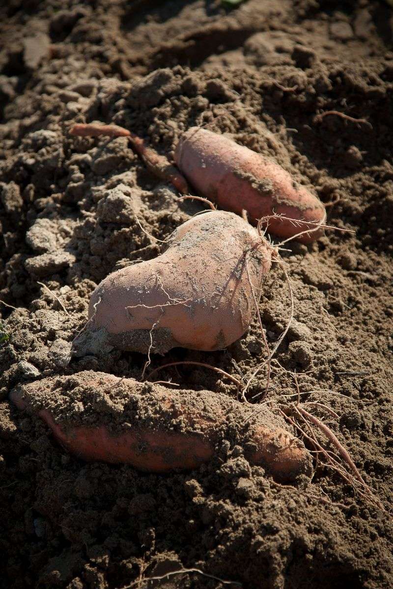 Hidden Sweet Potatoes Waiting Under The Soil