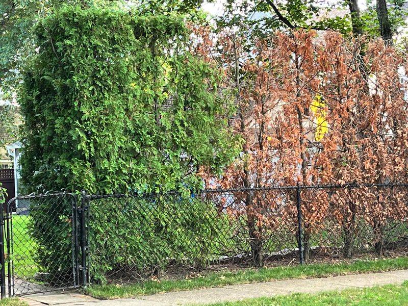 Hidden Withered Material Inside The Hedge