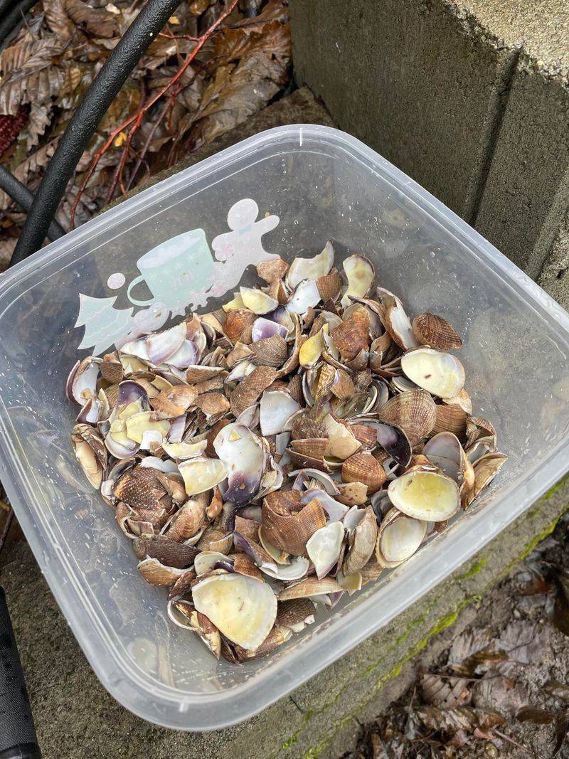Hide The Bed Under Gravel Or Crushed Shells