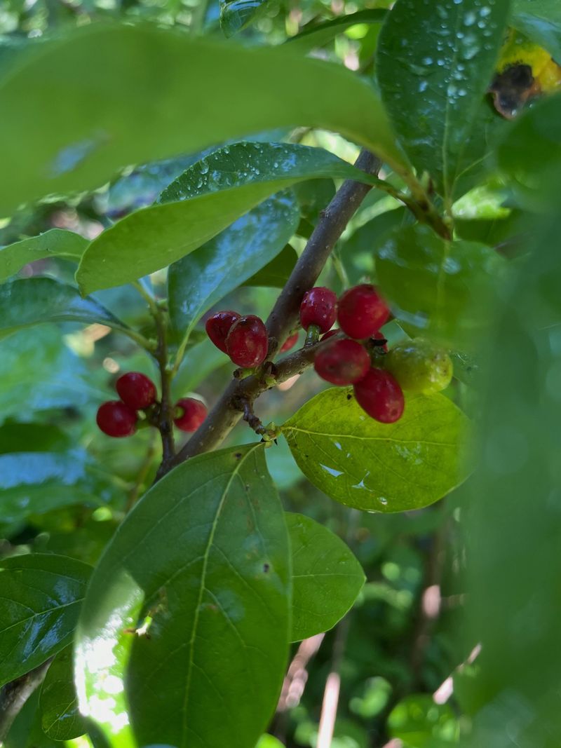 High-Energy Berries For Migrating Birds