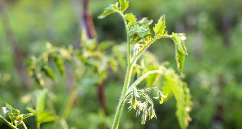 High Temperatures Can Disrupt New Flowering