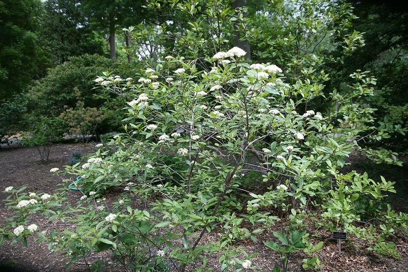High-Tide Bush Works Well Near Brackish Water