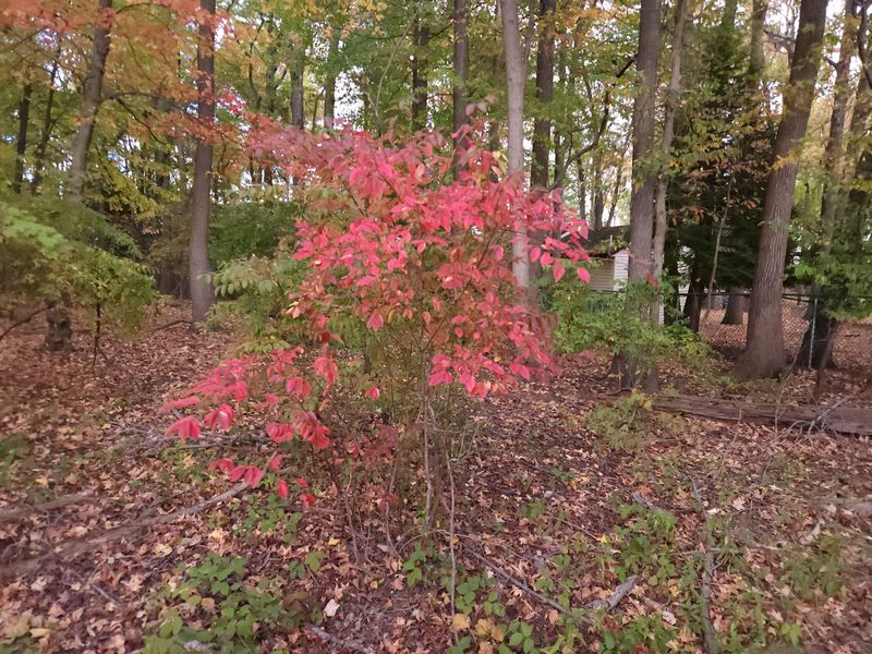 Highbush Blueberry Rewards Fall Planting With Fruit And Color